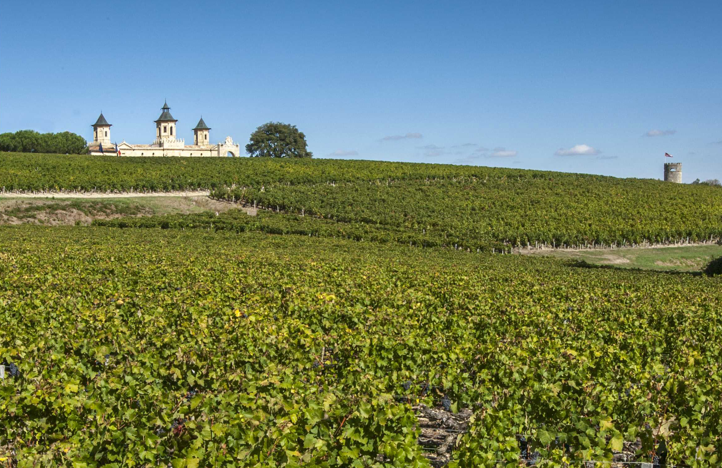 Primeurs 2025 à Bordeaux : un grand cru