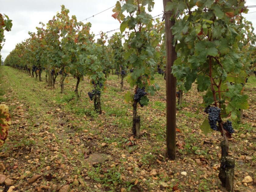 rang-de-vigne-a-cheval-blanc.jpg