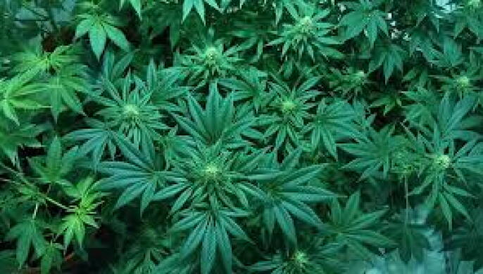 cannabis.jpg