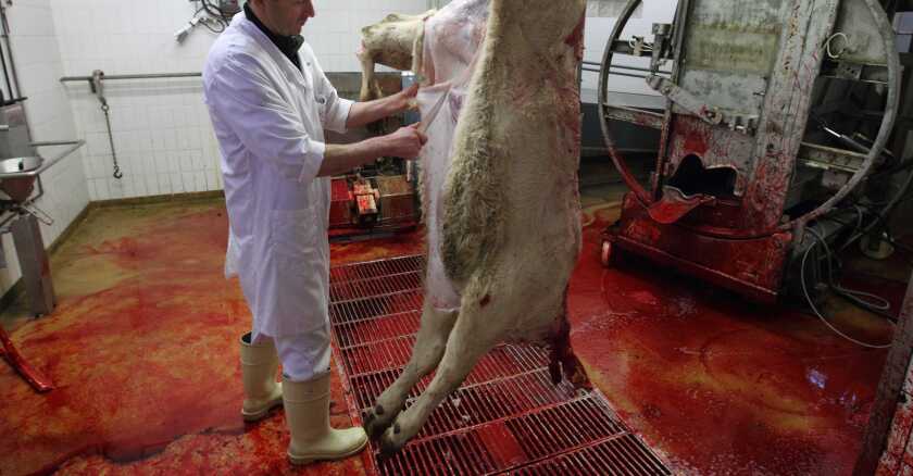 abattoir-de-jossigny-sipa.jpg