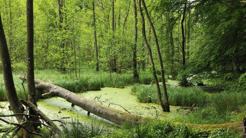 Forêt 10/05/2022 Inchauspé