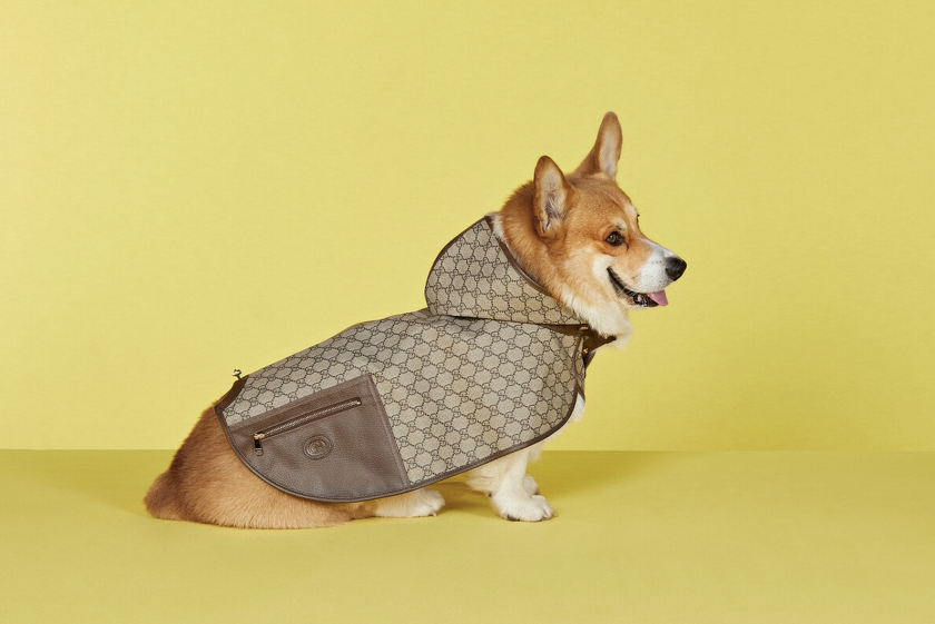 manteau pour chien medor et compagnie