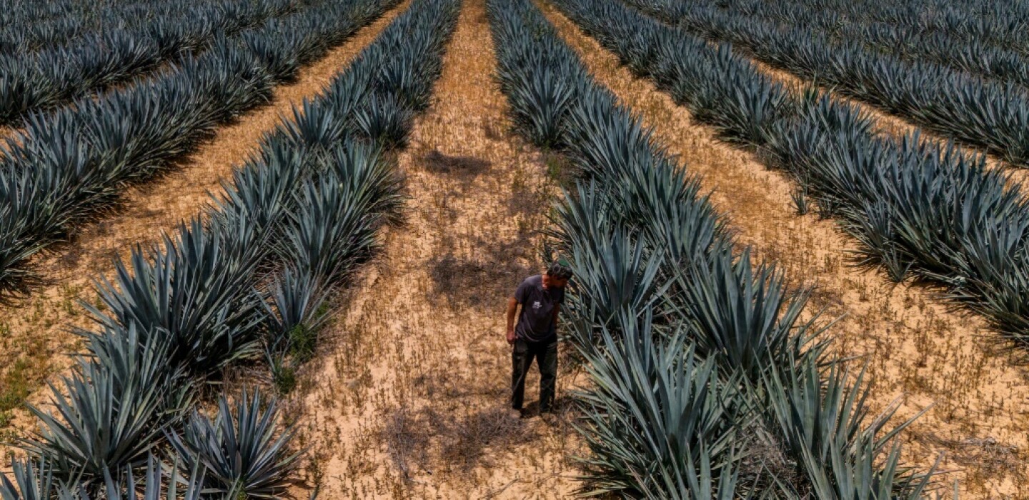 En Israël, des agriculteurs relancent un projet de production de tequila près de Gaza