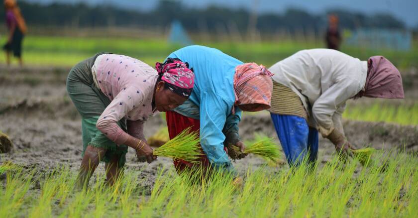 Inde plantation de riz 30/08/2022 Leblanc