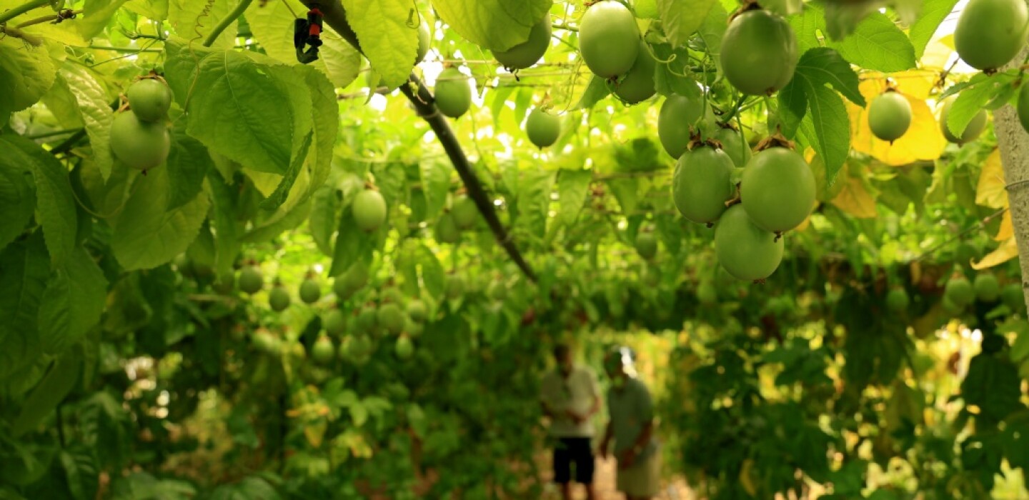En Albanie, les fruits exotiques pour tenter de s’adapter au réchauffement climatique