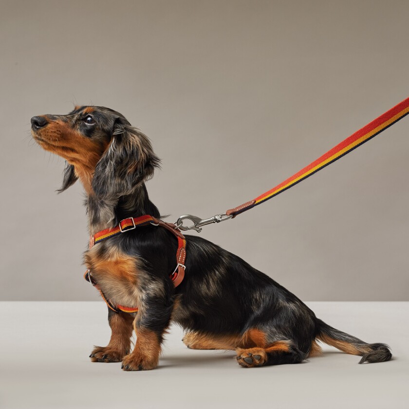 Acheter Collier Et Harnais Pour Chien Louis Vuitton 2023