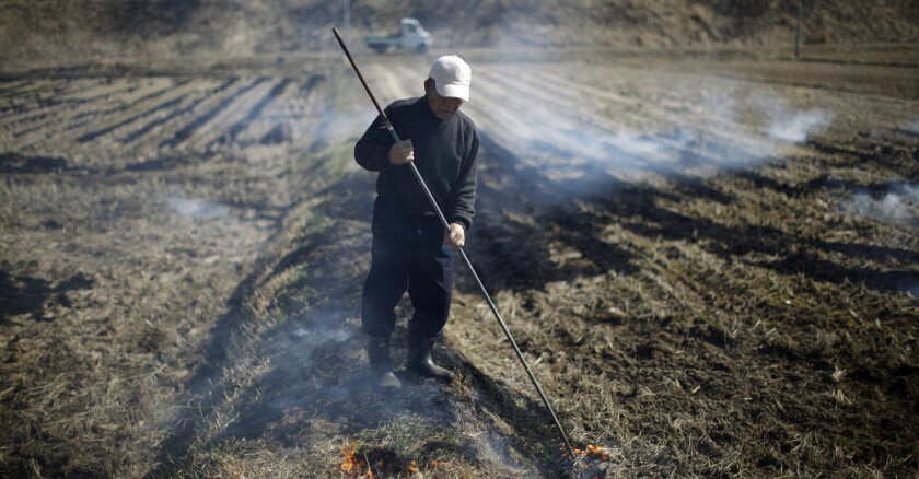 fukushima-riziere.jpg