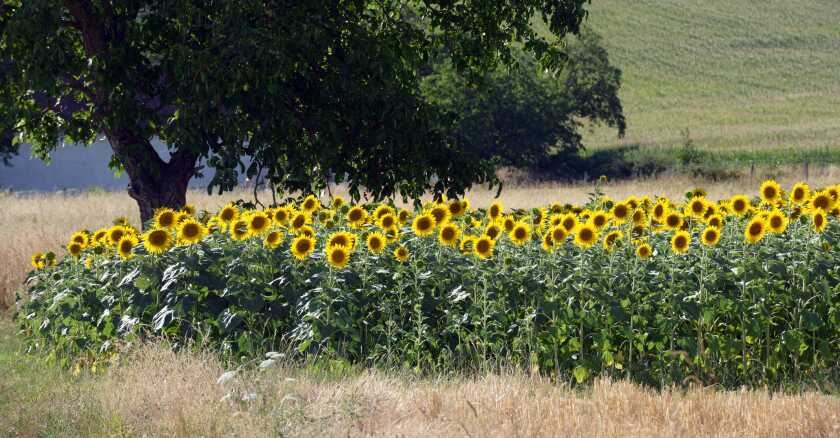 champ-de-tournesol-france-sipa.jpg