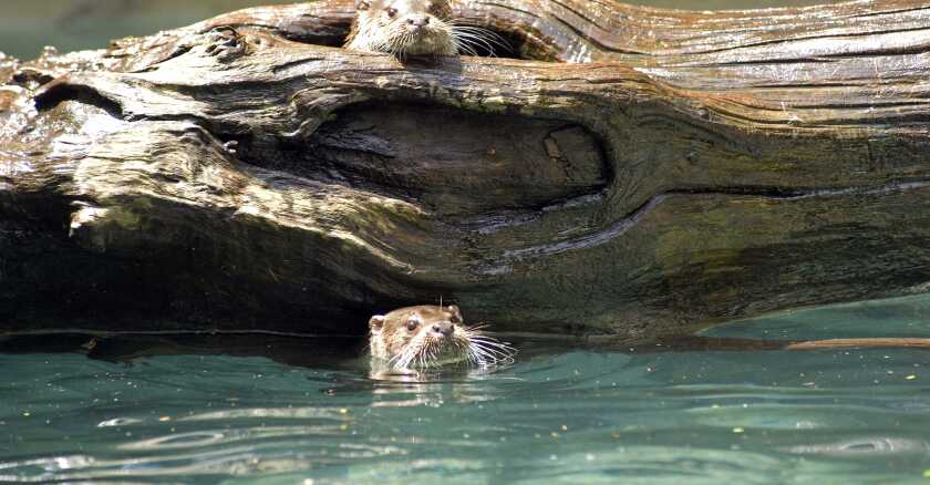 loutre-deurope-sipa.jpg