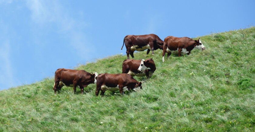 Vaches montagne 12/04/2022 Ducros